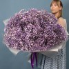 51 фиолетовая гипсофила